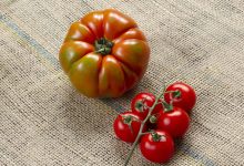 Organic, tomates on burlap. Background.