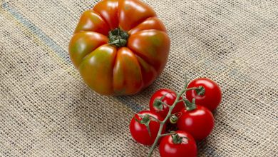 Organic, tomates on burlap. Background.
