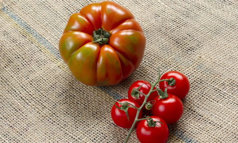 Organic, tomates on burlap. Background.